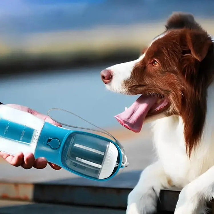Pet Accessories