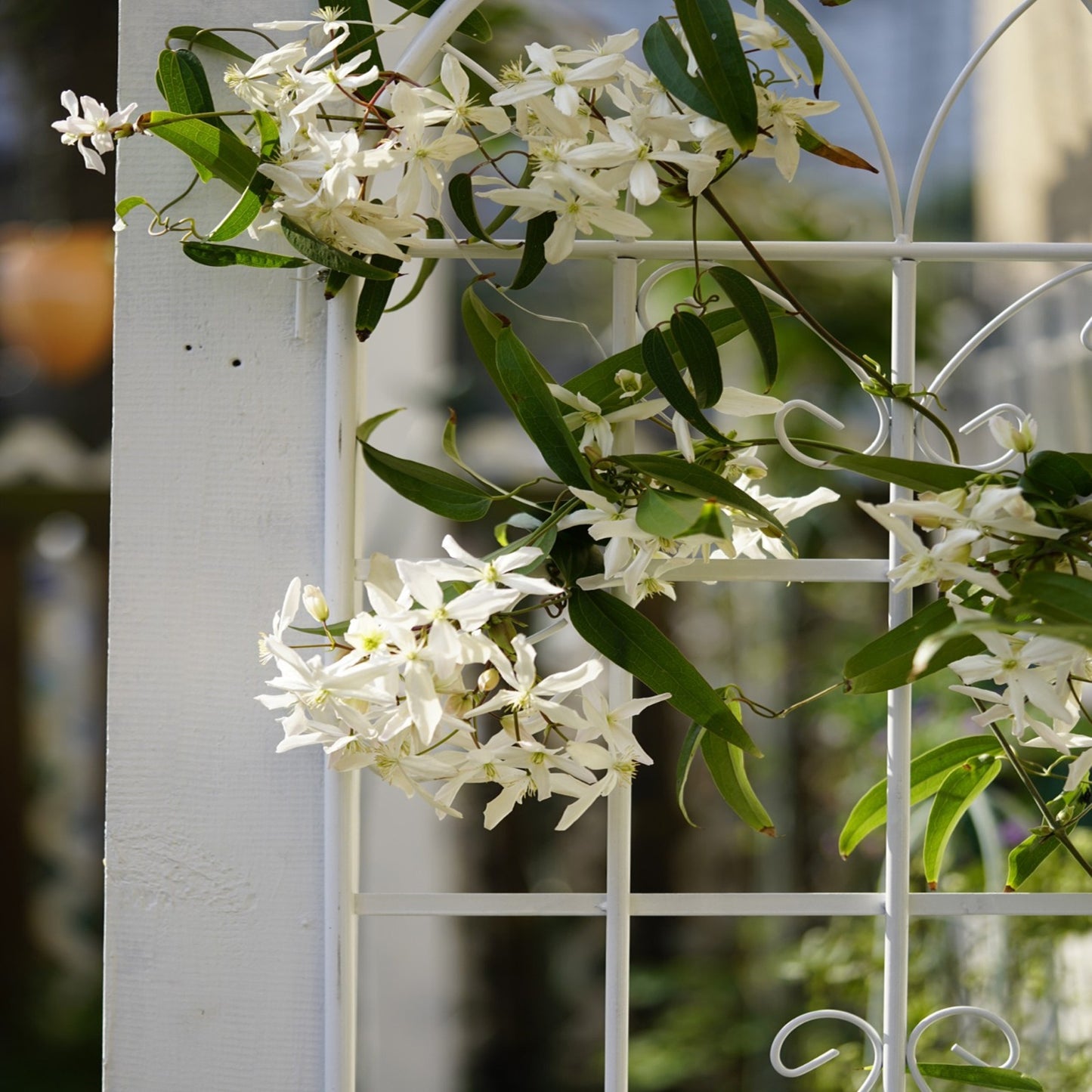 4 Pack Metal Garden Trellis 7 X19.7 Rustproof For Climbing Plants Support - LaTezza Online Shop
