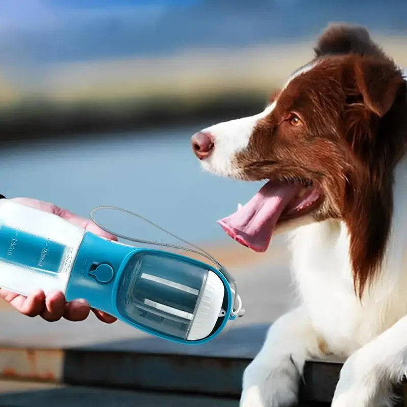 Pet Accessories
