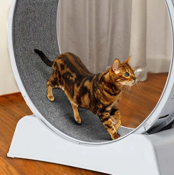 Cat Exercise Wheel, 31 Inch For Indoor Cat Treadmill With Carpeted Runway