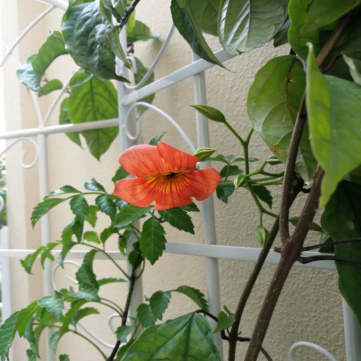 4 Pack Metal Garden Trellis 7  X19.7 Rustproof For Climbing Plants Support - LaTezza Online Shop