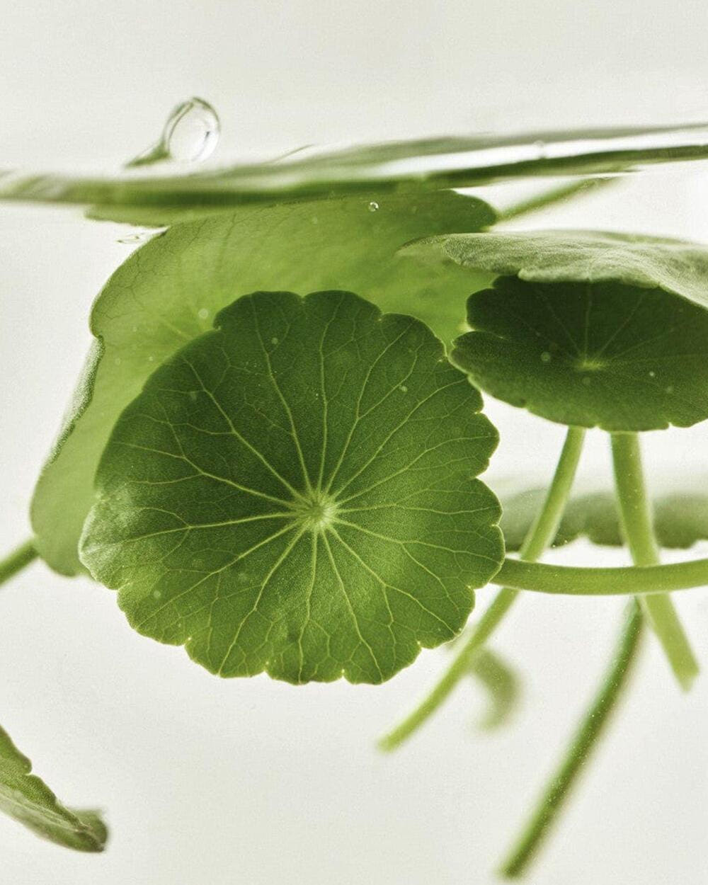 [Beauty of Joseon] Centella Asiatica Calming Mask 25ml X 10ea - LaTezza Online Shop